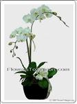 2 white Phalaenopsis trees in Pot