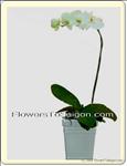 White Phalaenopsis Pot .