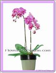 2 violet Phalaenopsis trees in Pot 